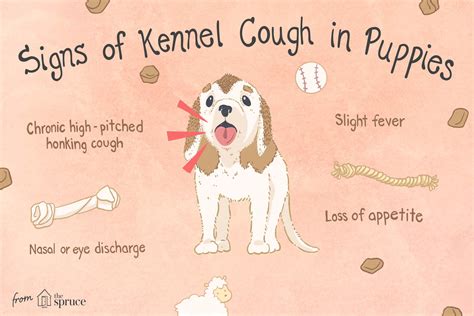 kennel cough etiology|kennel cough in puppies symptoms.